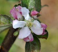 Æbleblomst fr Judar cideræble
